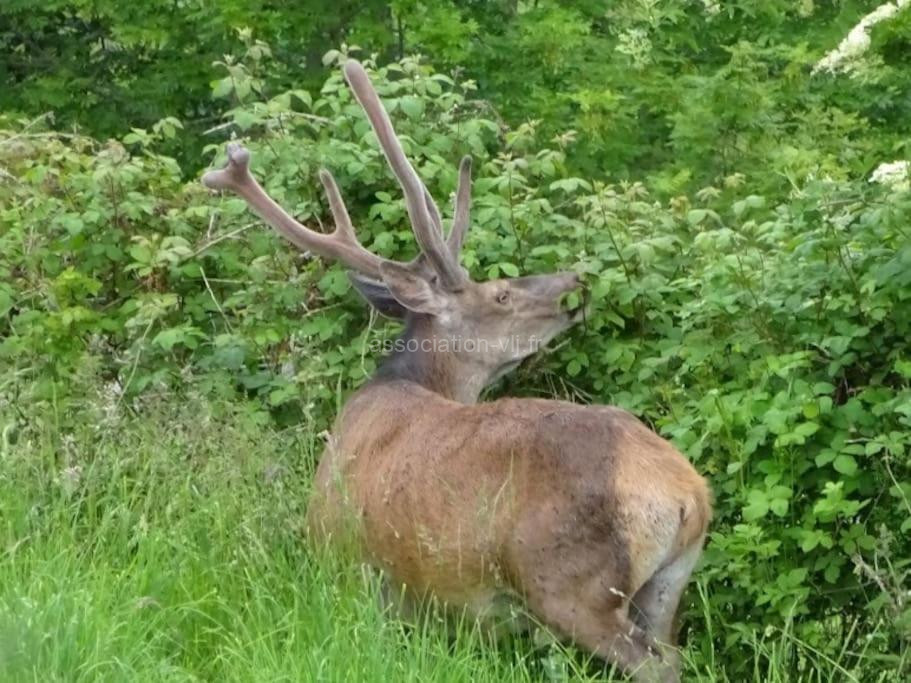 Photo de La coume du cerf